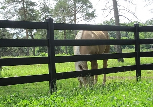 Close-up-4R-with-horse-2